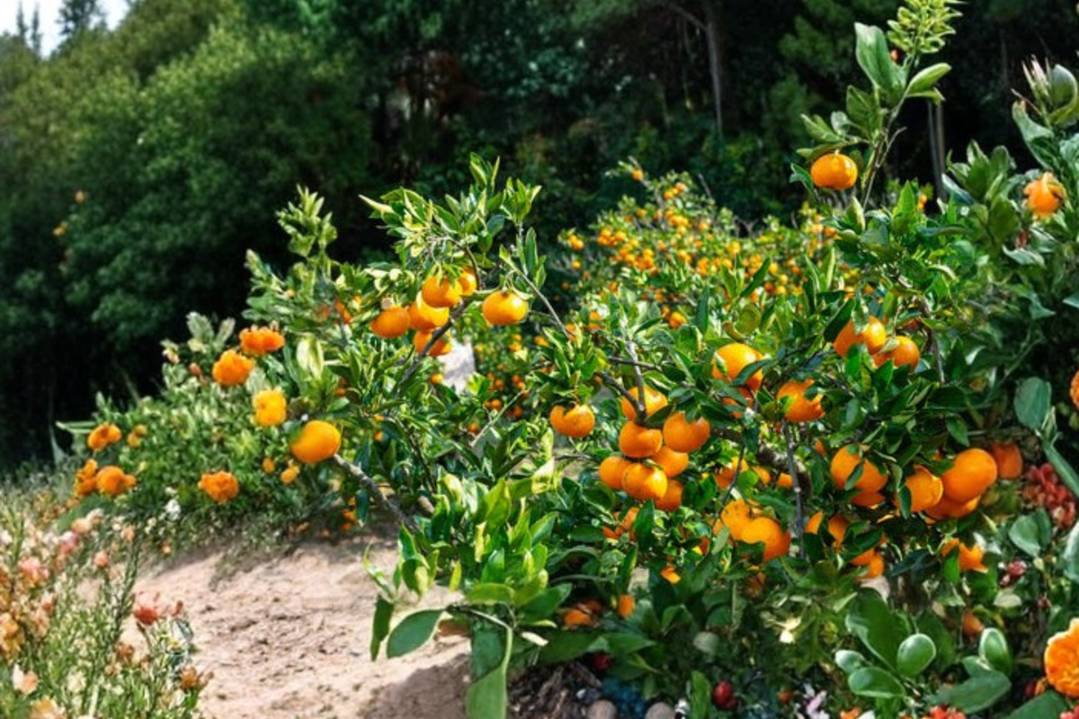 Kimbrough Satsuma Mandarin Live Citrus Tree - Semi-Dwarf Orange FruitTree