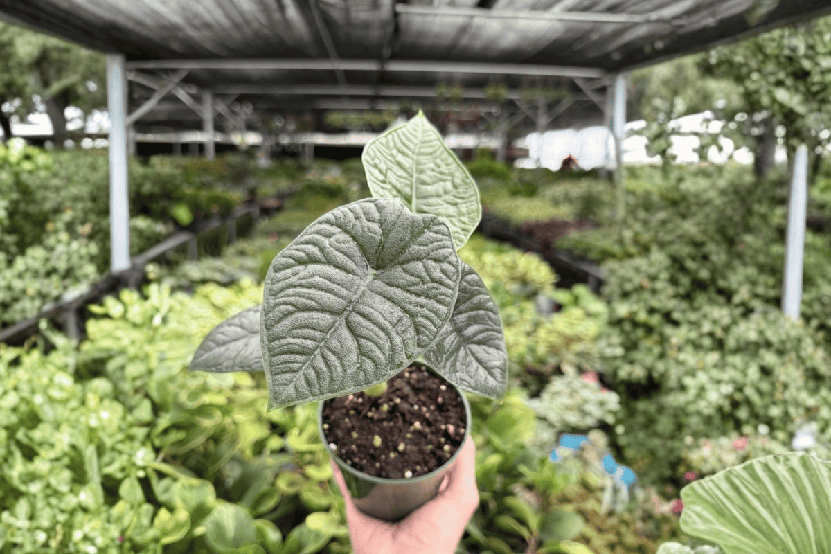 Alocasia Melo (Alocasia melo) - 2 Live Plants in 4-Inch Pots