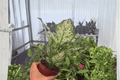 Aglaonema Eileen - 2 Bare Root Live Plants, 4-Inch Pot Size (Exact Plants pictured)