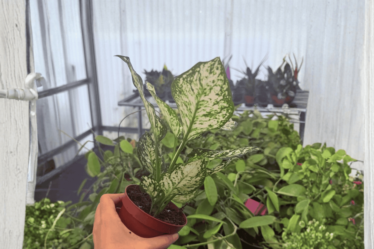 Aglaonema Eileen - 2 Bare Root Live Plants, 4-Inch Pot Size (Exact Plants pictured)