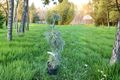Weeping Southwestern White Pine Pendula - Pinus strobiformis 12" Live Plant in 1 Gal Pot