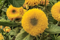 Teddy Bear Sunflower Seeds - 20 Seeds, Double Bloom, Ornamental Annual Helianthus annuus