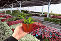 Hoya Minibelle Live Plants (2) in 4-Inch Pots | Wax Plant