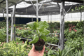 Red Planet Hibiscus 2 Live Starter Plants – 2-Inch Pot