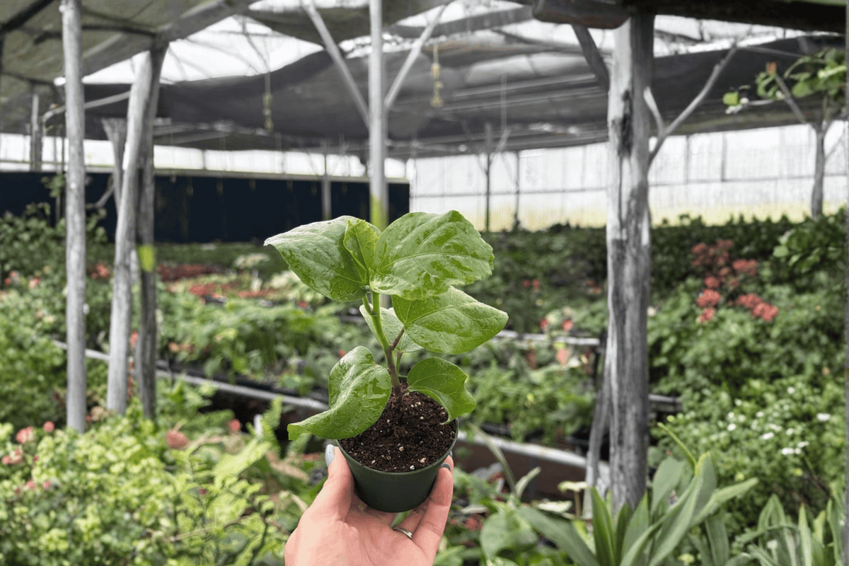 Red Planet Hibiscus 2 Live Starter Plants – 2-Inch Pot