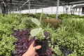 Ficus elastica ‘Tineke’ 2-Pack — Live 4-Inch Pots (Potted) - Exact Plants