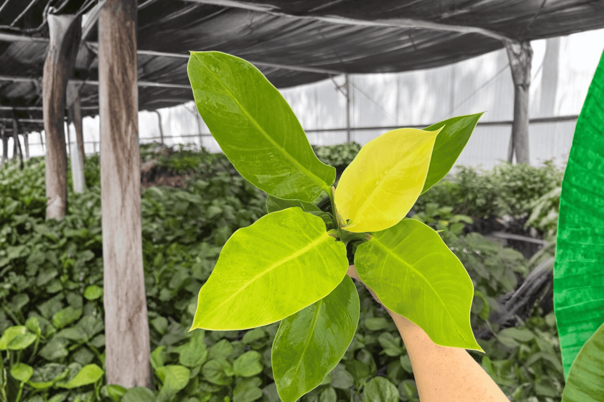 Philodendron Moonlight 2 Live Plants – 4-Inch Pots | Moonlight Philodendron