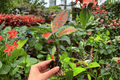 Aglaonema Diamond Red Starter Plants (2) | Exact Plants, 2-Inch Cultivation