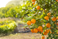 Valencia Orange Tree - Grafted Live 3 Gallon Citrus Tree