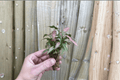 Syngonium podophyllum ‘Neon’ Neon Pink Starter Plants – 2 Live Starter Plants