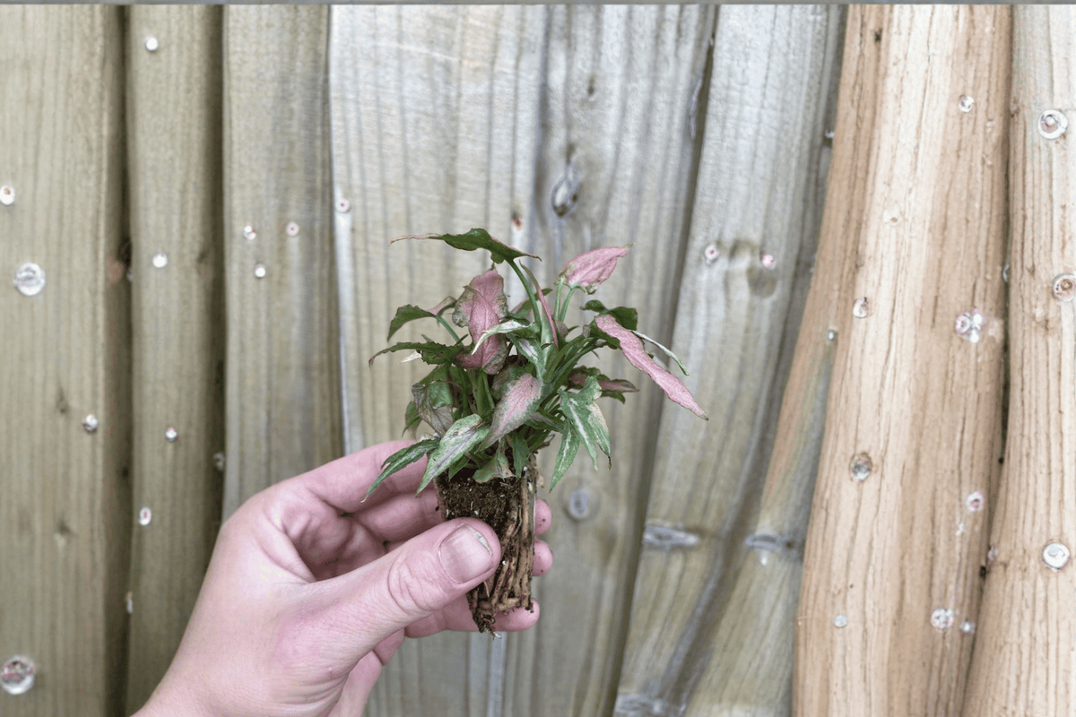 Syngonium podophyllum ‘Neon’ Neon Pink Starter Plants – 2 Live Starter Plants