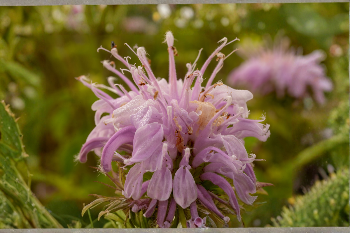 Monarda fistulosa Wild Bergamot Starter Plants - 3 in 1 Qt Pots