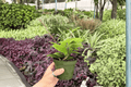 Hoya Jade 2 Live Plants, 4-Inch Pots | Hoya Jade