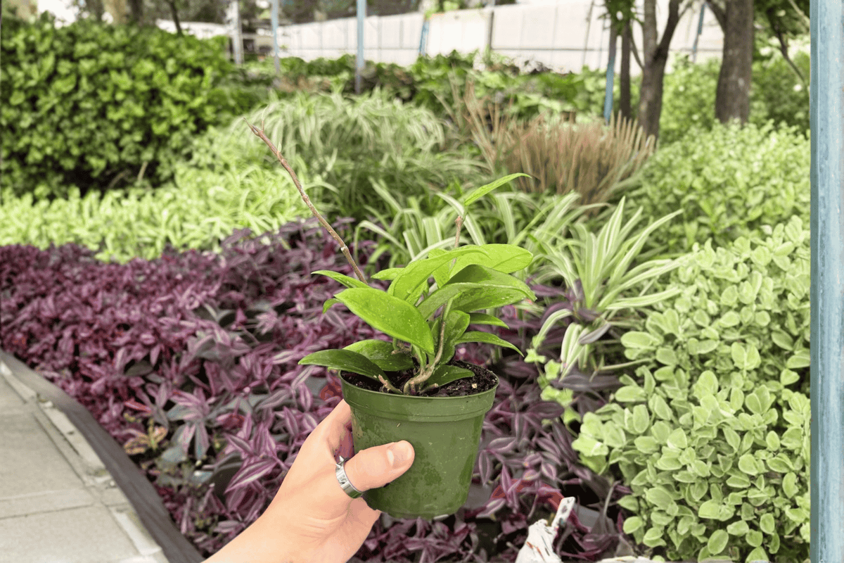 Hoya Jade 2 Live Plants, 4-Inch Pots | Hoya Jade