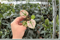 Caladium Scarle t Mary - 2 Exact Live Starter Plants (2-Inch Pots) | Scarlet Mary Caladium