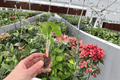 Alocasia Morocco Starter Plants (2) – In Soil Pods, 2-Inch Starter Size