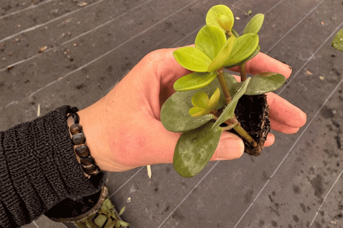 Peperomia Hope Starter Plants – 2 Live Plants in 2-Inch Pot Size (Bare Root with Soil Pod)