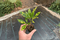 Gold Dust Croton 2 Starter Plants (Bare Root) – Codiaeum variegatum