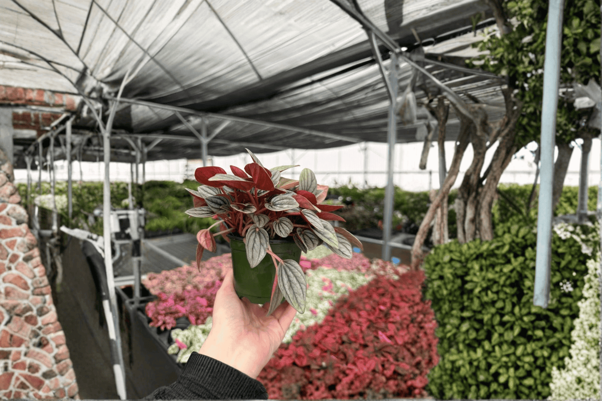 Peperomia Santorini 2 Live Plants in 4-Inch Pots