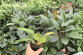 Philodendron Pluto “Choco Empress” - 2 Potted 4-Inch Plants (Exact Plants)