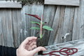 Calathea Sanguinea (Goeppertia majestica) - 2 Starter Live Plants, 2-Inch Cultivation Size