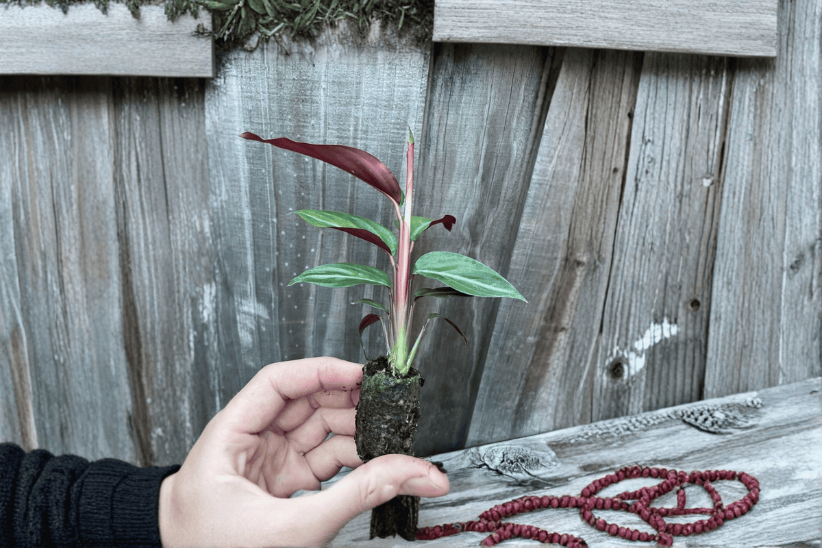 Calathea Sanguinea (Goeppertia majestica) - 2 Starter Live Plants, 2-Inch Cultivation Size