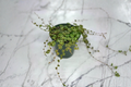String of Turtles Peperomia Prostrata - Rooted Starter Live Plant