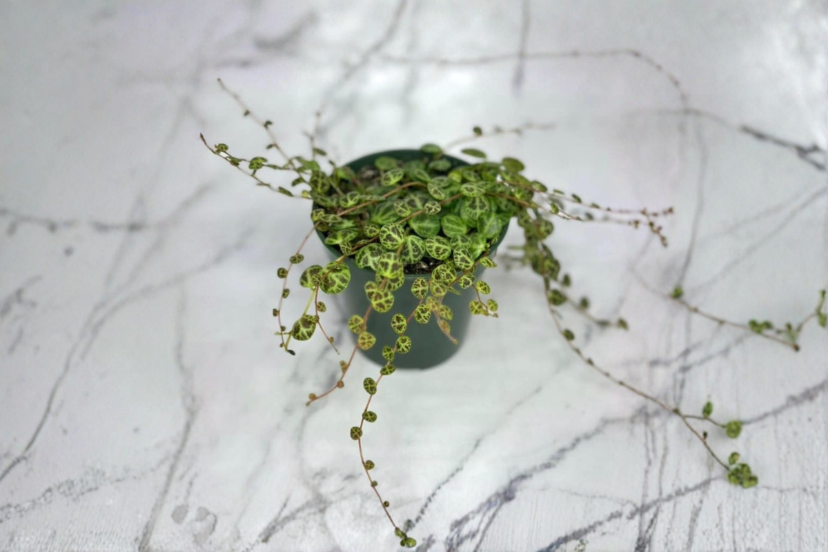 String of Turtles Peperomia Prostrata - Rooted Starter Live Plant