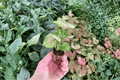Syngonium Mango Allusion Starter Plants (2) – 2-Inch Pots, Soil Pods, Fully Established Roots