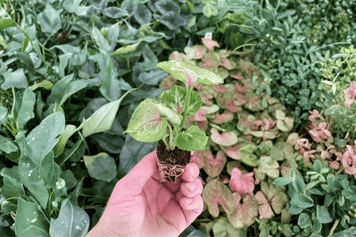 Syngonium Mango Allusion Starter Plants (2) – 2-Inch Pots, Soil Pods, Fully Established Roots