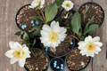 Snow Flurry Camellia (Camellia hybrid ‘Snow Flurry’) - 1 Gallon Live Plant