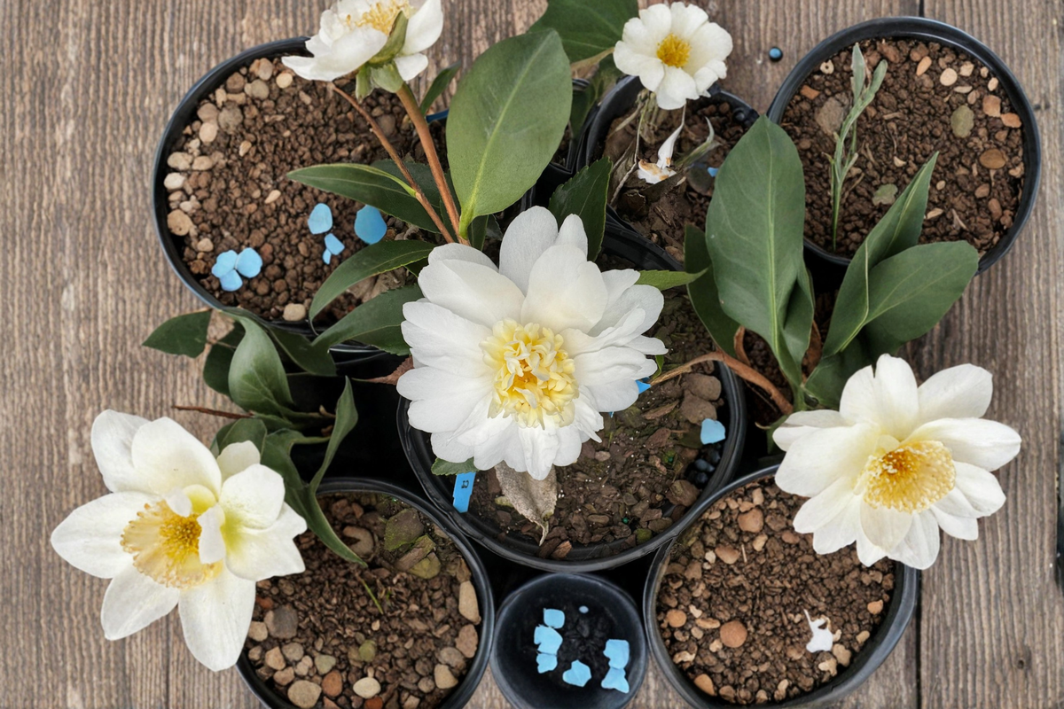 Snow Flurry Camellia (Camellia hybrid ‘Snow Flurry’) - 1 Gallon Live Plant