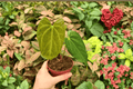 Anthurium Goliath x Dark Mama - 2 Live 4-Inch Pots (Exact Plants)