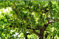 Monastery Muscat Grape Vine - Live Plant, Seedless White Grape, Climbing Vine for Trellis and Orchard