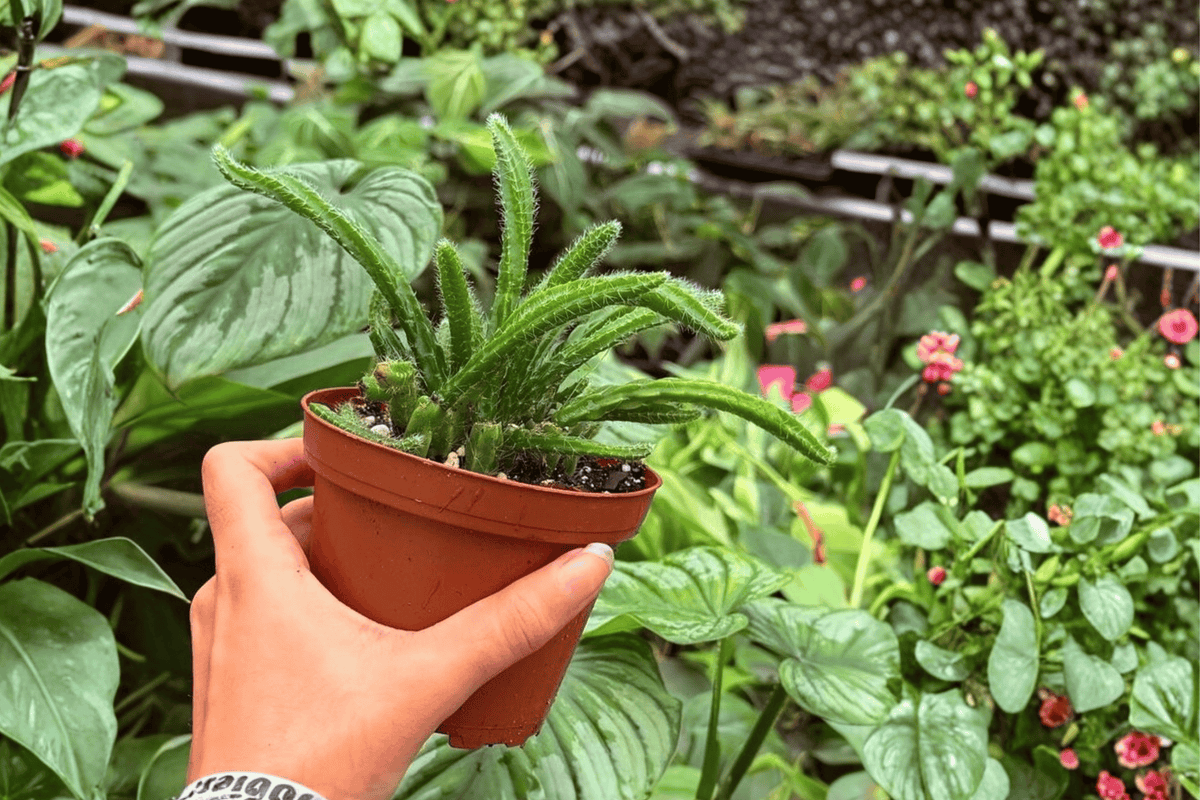 Rhipsalis sulcata - 2 Live Plants in 4" Pots (Exact Plants Shown)