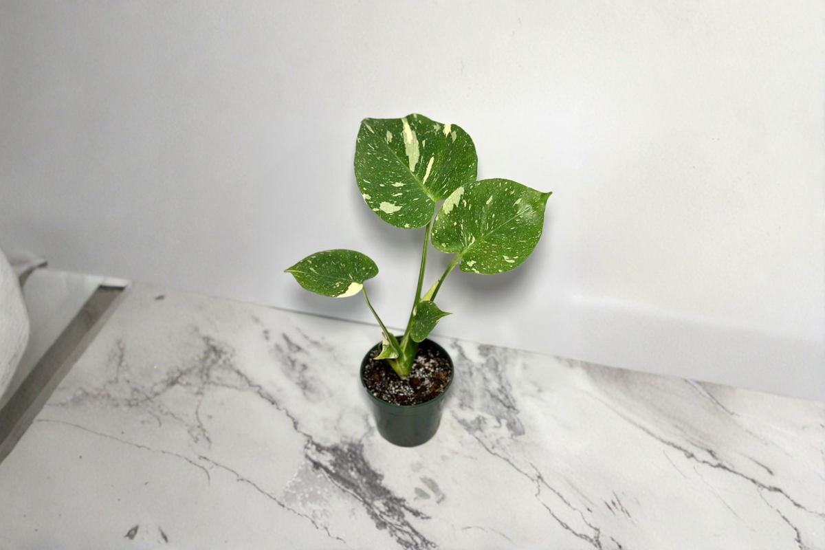 Monstera Thai Constellation - Fully Rooted 4 Inch Tissue Culture Starter Plant