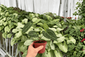 Anthurium Red Stem × Legend - 2 Exact 4-Inch Bare Root Live Plants