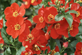 Crimson and Gold Flowering Quince Live Plant - 2 Gallon Pot