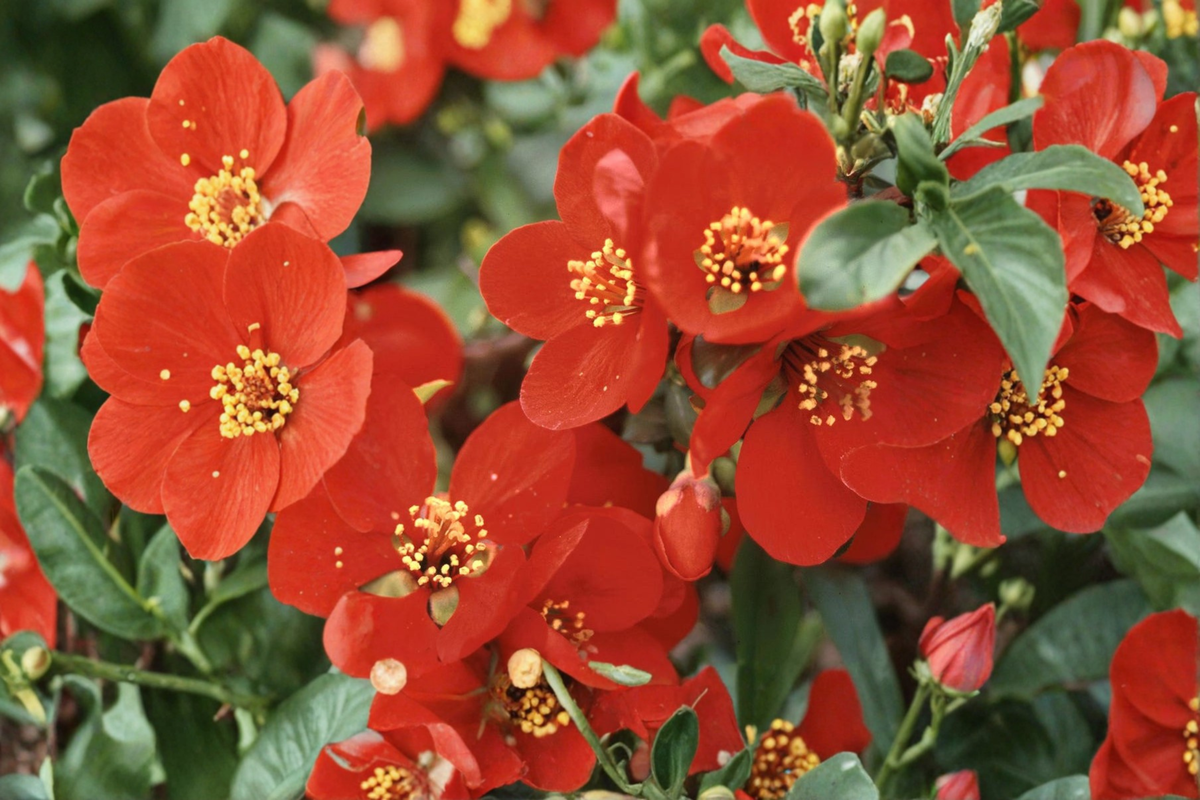 Crimson and Gold Flowering Quince Live Plant - 2 Gallon Pot
