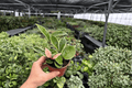Hoya Carnosa Albomarginata - 2 Live Plants in 4-Inch Pots (Exact Plants Shipped In Pots)