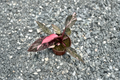 Philodendron Pink Princess Marble - 4 Inch Live Plant