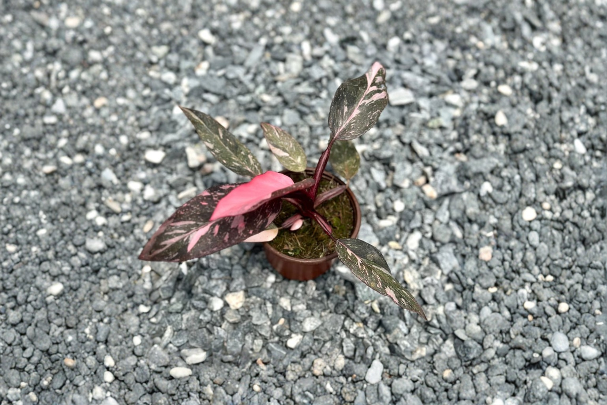 Philodendron Pink Princess Marble - 4 Inch Live Plant