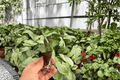 Alocasia Dragon Wing Starter Plants – 2 Live Exact Plants (Unrooted)