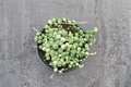 Variegated String of Pearls Live Succulent - 2-Inch Rooted Pot