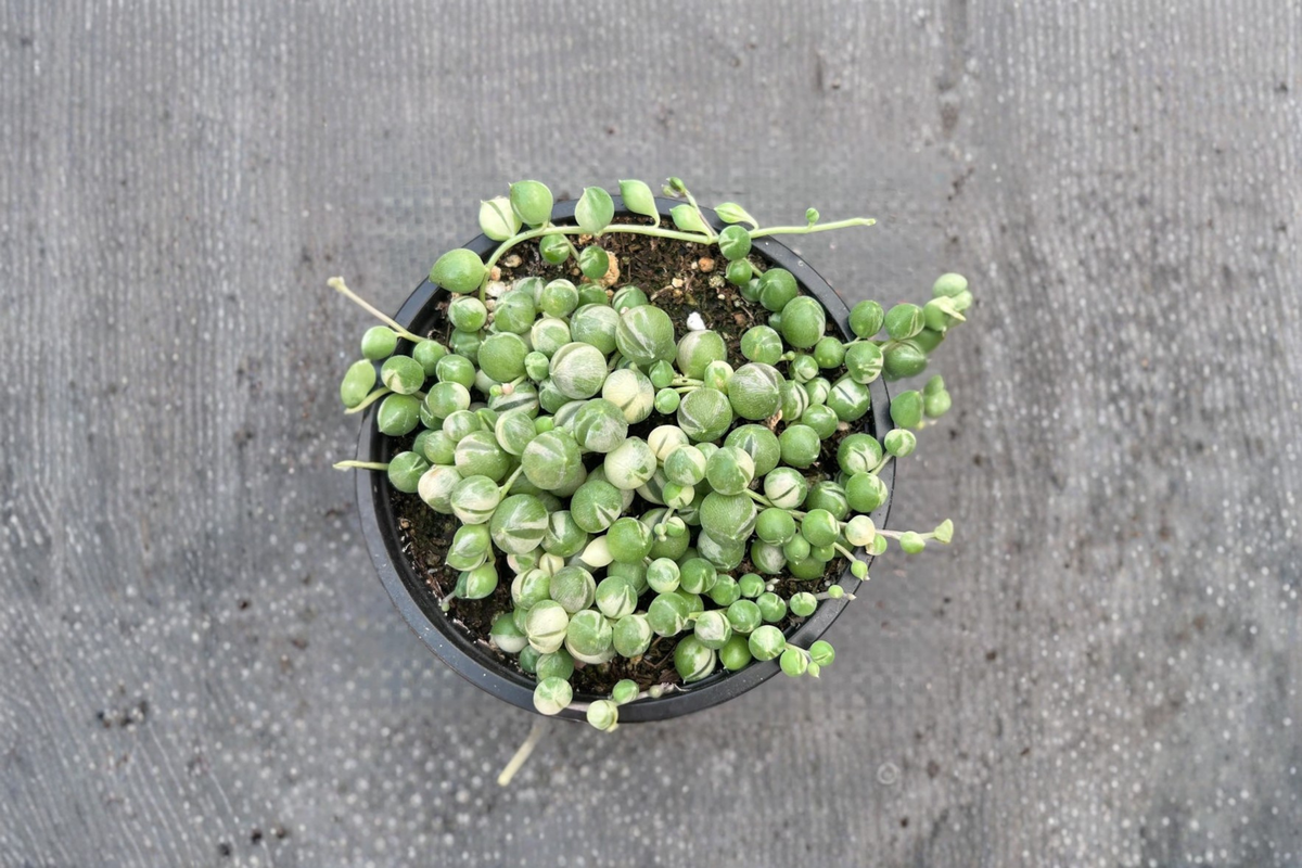 Variegated String of Pearls Live Succulent - 2-Inch Rooted Pot