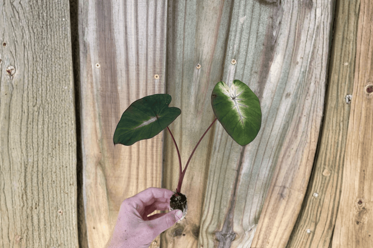 Colocasia Tropical Storm Starter Plants (2) – Bare Root, 2-Inch Pots