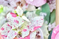 Syngonium Milk Confetti Rooted Plant | 2-Inch Pot, Pink Speckled Arrowhead