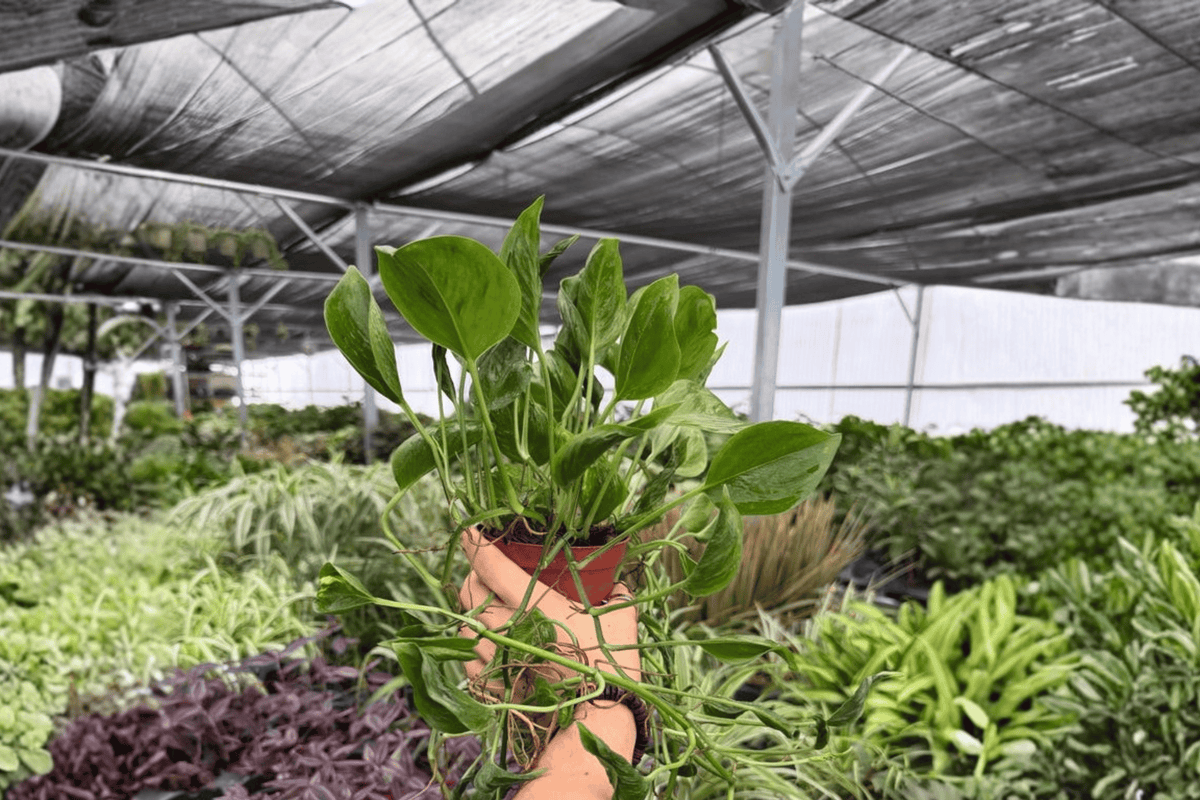 Shangri La Pothos 2 Live Plants in 4-Inch Pots | Epipremnum aureum ‘Shangri La’