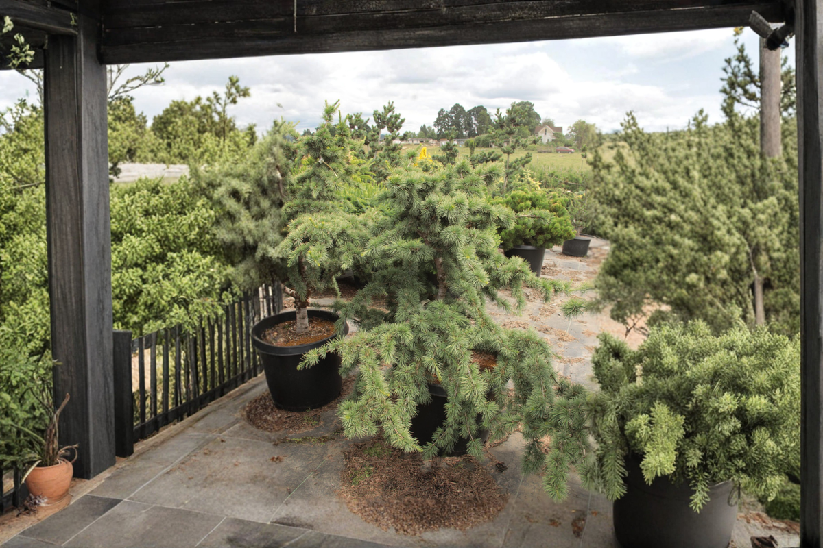 Atlas Cedar Liliput Cedarus atlantica - Dwarf Evergreen Conifer, 1-Gallon Pot