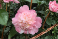 Look Again Camellia japonica ‘Look Again’ - 3 Gallon Live Plant, Pink Variegated Bloom, Evergreen Shrub